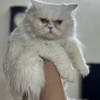 سوپر فلت سفید