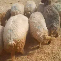 گوسفند میش داشتی