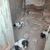 توله|سگ|نیشابور, گنبد سبز|دیوار