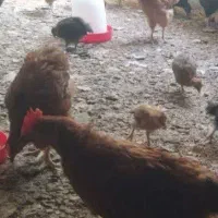 جوجه ۴۰روزه و جوجه نیمچه مرغ و خروس