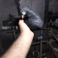 چند عدد کبوتر به دلیل نبود جفت