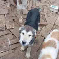 کوچوک افغانی