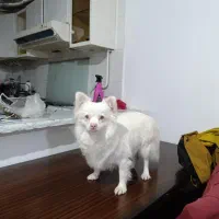 سگ پامر اشپیتز|سگ|گرگان, |دیوار