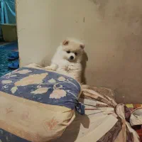 پامر خرسی ۲ ماهه|سگ|لنجان, |دیوار