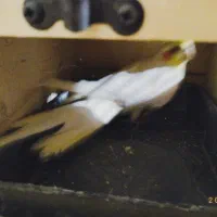 جفت عروس هلندی لوتینو|پرنده|بندرعباس, |دیوار