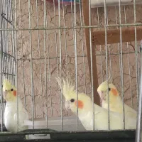 عروس هلندی با قفس