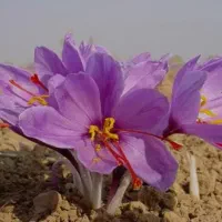 گل زعفران روز تربت حیدریه|خوردنی و آشامیدنی|مشهد, موسوی قوچانی|دیوار
