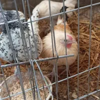 مرغ و خروس مینیاتوری