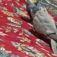 عروس هلندی جفت است|پرنده|شیروان (خراسان), |دیوار