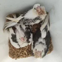 عروس هلندی گمشده