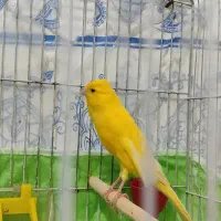 قناری سوپر طلایی نر