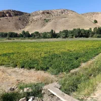 کاه لوبیا