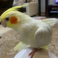 جوجه عروس هلندی|پرنده|شیراز, صنایع الکترونیک|دیوار