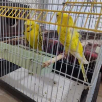 مرغ عشق پروانه ای|پرنده|سهند, |دیوار