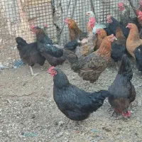 ۴۰ عددمرغ وغازمحلی وقوغازافریقایی