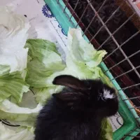 خرگوش فروشی