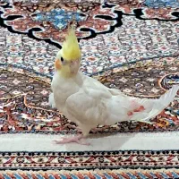 عروس هلندی