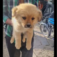 توله نژاد واگذاری به شرایط ایده ال بجنورد