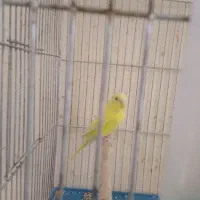 مرغ عشق رنگ زیبا سالم وسرحال