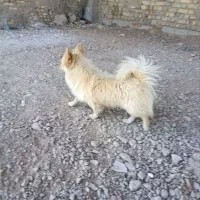 سگ پامر|سگ|ابریشم, |دیوار
