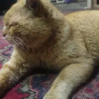 فروش گربه|گربه|خرم‌آباد, |دیوار