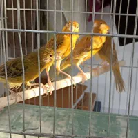 ماده قناری جوان|پرنده|کرمان, |دیوار