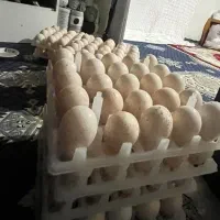 فروش جوجه بوقلمون یک روزه یک ماهه و تخم نطفه دار