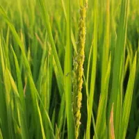 فروش زمین کشاورزی