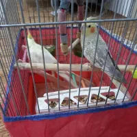 عروس هلندی|پرنده|سنندج, |دیوار