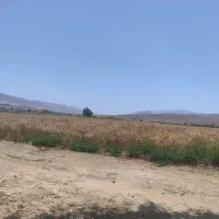 زمین کشاورزی ۲هکتاری