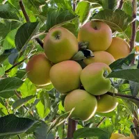 نهالستان پالیز دارای نهال های لیبل دار و مجوز|خدمات باغبانی و درختکاری|سراب, |دیوار