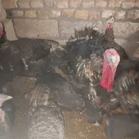 بوقلمون نروماده نه الا یازده ماهه|حیوانات مزرعه|میانه, |دیوار