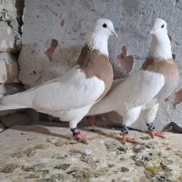 کبوتر طوقی نر لیمو خال سیاه