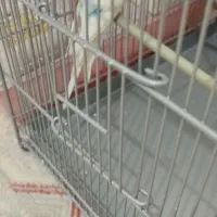 مرغ عشق با قفس سهره ای|پرنده|فردیس, فردیس|دیوار