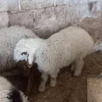 گوشت بره چاق کبابی|خوردنی و آشامیدنی|مسجد سلیمان, |دیوار