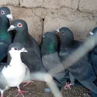 زاغ