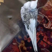 طوطی گم شده در محدوده یاغچیان کوی سما