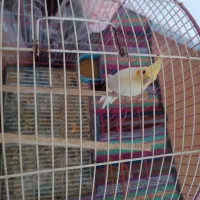 عروس هلندی|پرنده|میاندوآب, |دیوار