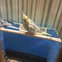 فروش فوری عروس هلندی و مرغ عشق|پرنده|شهرضا, |دیوار