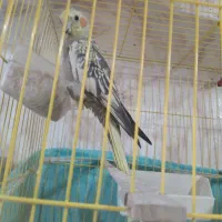 عروس هلندی فوری