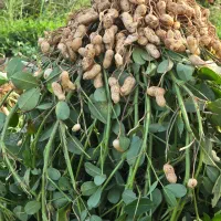 تولیدی بادام زمینی آستانه|عمدهفروشی|آستانه اشرفیه, |دیوار