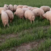 بره تمام پروار