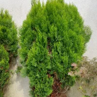 درخت های کاج دائما سبزده ساله کاملا سالم بدون آفت