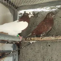 کفتر|پرنده|آذرشهر, |دیوار