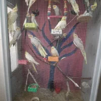 فروش ویژه عروس هلندی و کوتوله و گرینچیک مرغ عشق