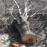 خریدانواع چوب ودرخت باقیمت روز