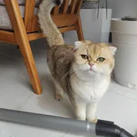 خواستارگربه نر جهت جفت گیری