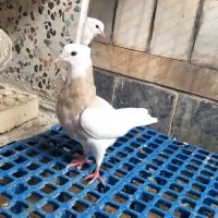 طوقی|پرنده|شوشتر, |دیوار