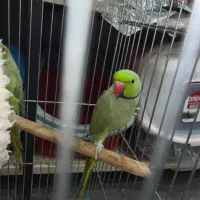 ملنگو نرو ماده قیمت عالی کارداده به شرط|پرنده|رودهن, |دیوار