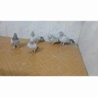 ۵عدد نر سبزکلاغ وگلاغ بدرنگ دونه ای ۵۰۰ تومان